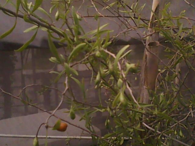 Name:  IMG0059A.jpg
Views: 894
Size:  40.1 KB