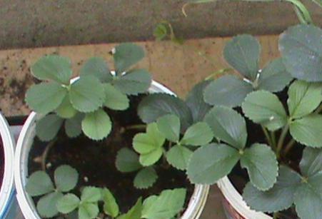 Name:  salatalklar 018.jpg
Views: 2401
Size:  21.6 KB