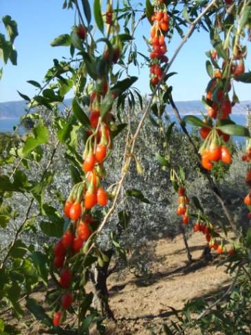 Name:  goji_1.jpg
Views: 1837
Size:  63.8 KB