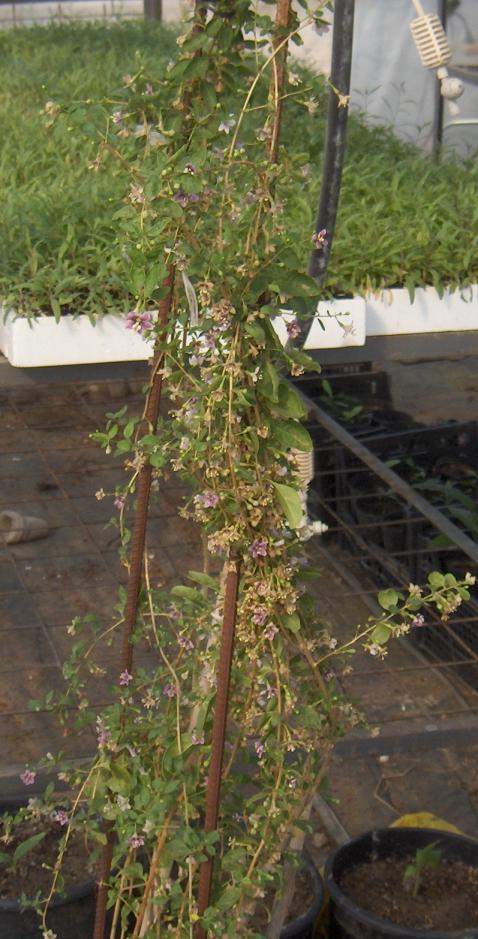 Name:  hbrit goji egetropical1.jpg
Views: 2580
Size:  80.0 KB