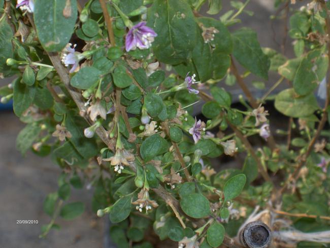 Name:  hbrit goji egetropical4.jpg
Views: 2800
Size:  49.5 KB