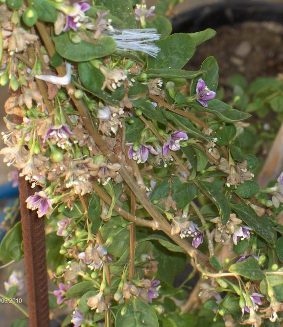 Name:  hbrit goji egetropical5.jpg
Views: 2629
Size:  73.8 KB