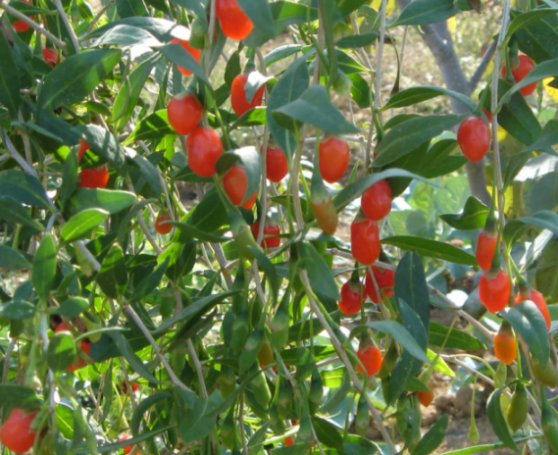 Name:  goji.jpg
Views: 3651
Size:  65.5 KB