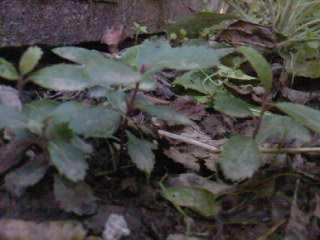 Name:  SP_A2090.jpg
Views: 2447
Size:  29.9 KB
