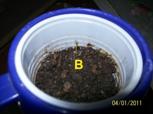 Name:  gojibery_B_000.jpg
Views: 968
Size:  32.9 KB