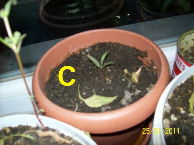 Name:  gojibery_C_0.jpg
Views: 1023
Size:  36.6 KB