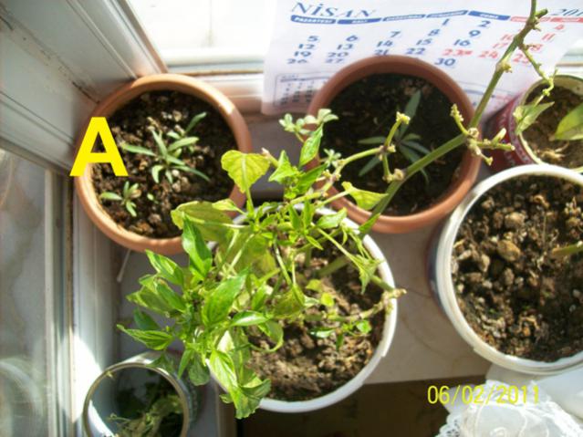 Name:  gojiberyler_A_1.jpg
Views: 994
Size:  54.5 KB