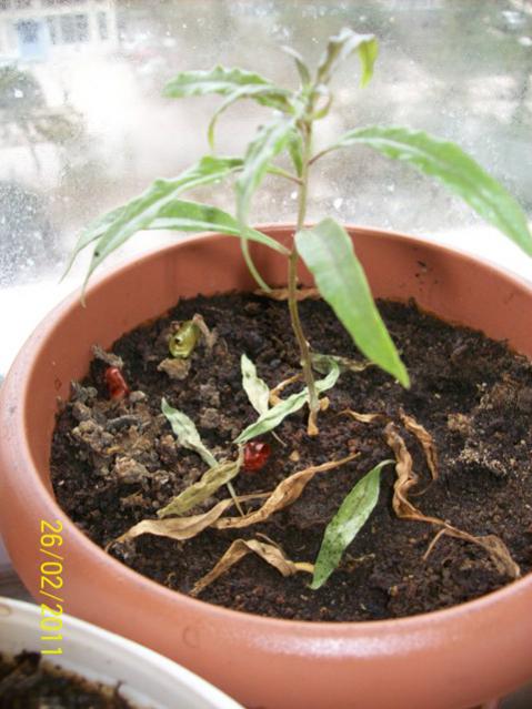 Name:  goji-C.jpg
Views: 903
Size:  48.3 KB