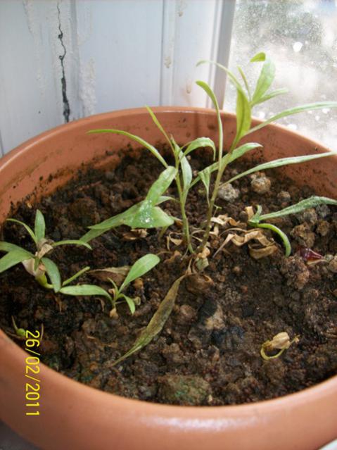Name:  goj-A.jpg
Views: 936
Size:  49.0 KB