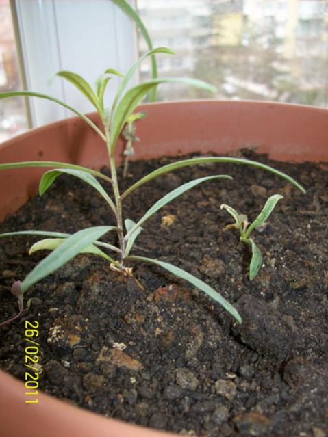 Name:  goji-B-D.jpg
Views: 991
Size:  48.3 KB