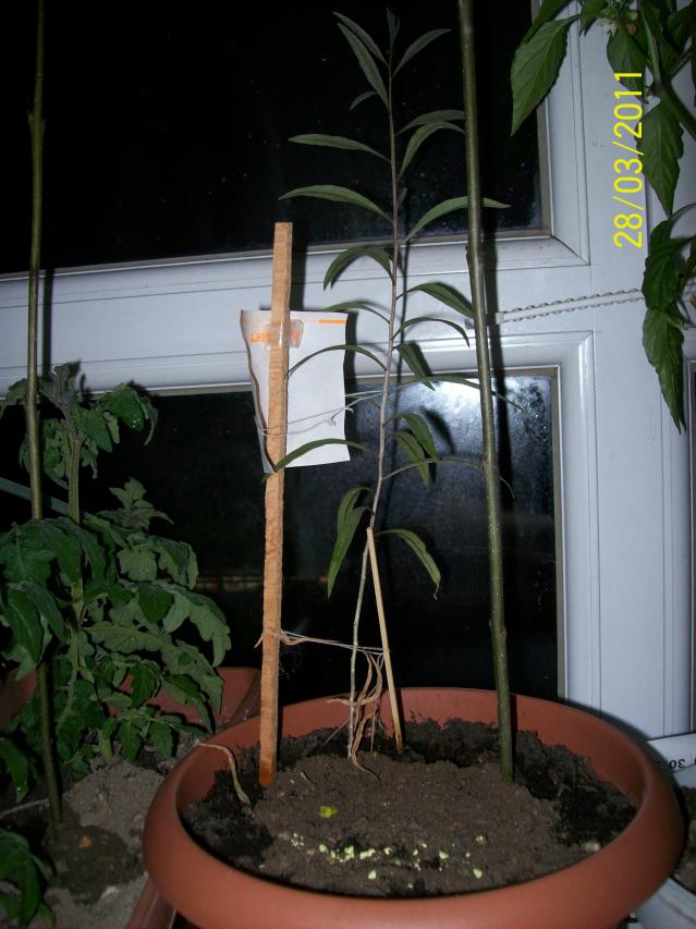 Name:  goji3.jpg
Views: 1093
Size:  70.0 KB