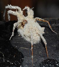 Name:  200px-Beauveria_bassiana_31756.jpg
Views: 774
Size:  12.8 KB