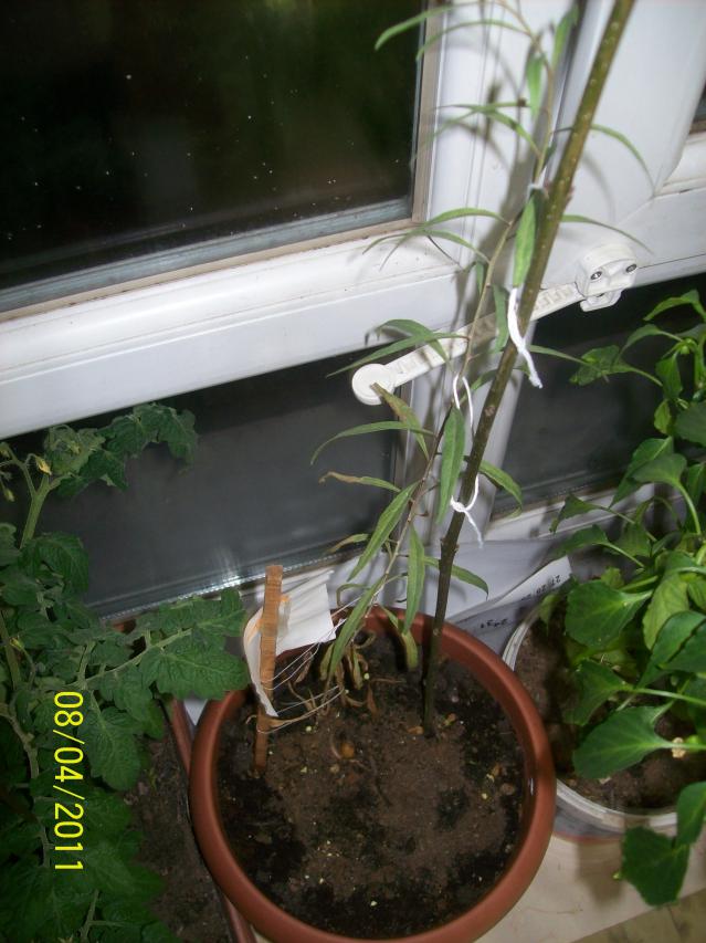 Name:  100_4483.jpg
Views: 901
Size:  70.2 KB