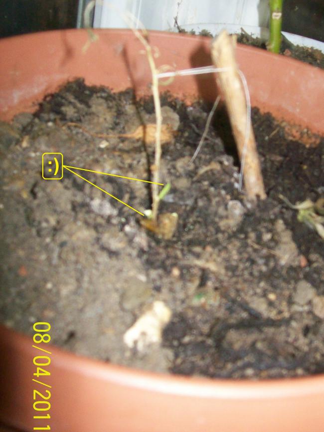 Name:  100_4487.jpg
Views: 984
Size:  64.6 KB