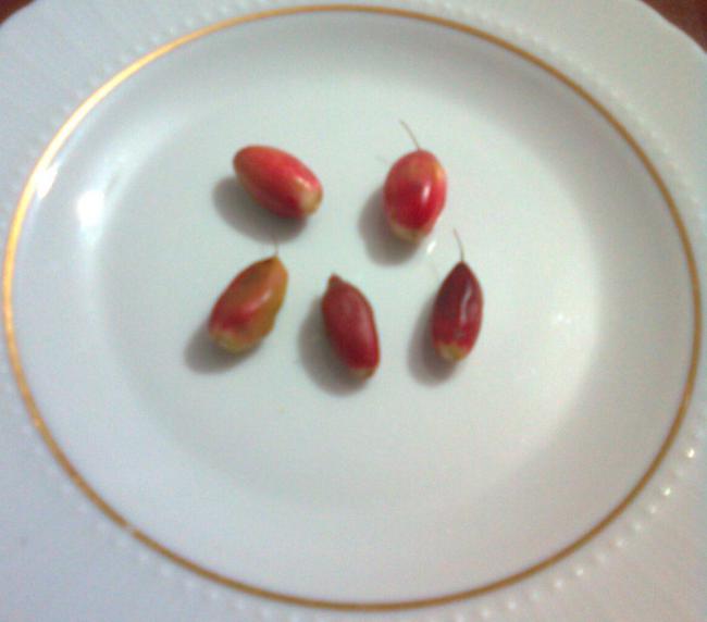 Name:  miracle berry meyvesi.jpg
Views: 747
Size:  27.2 KB