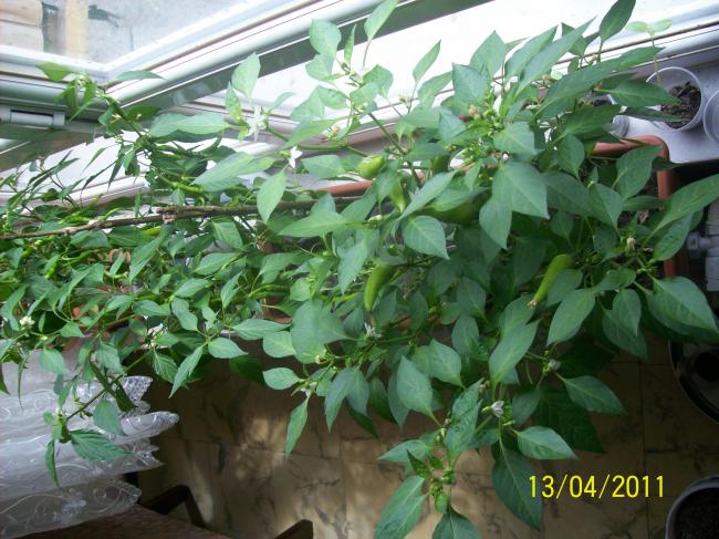 Name:  100_4546.jpg
Views: 978
Size:  64.3 KB