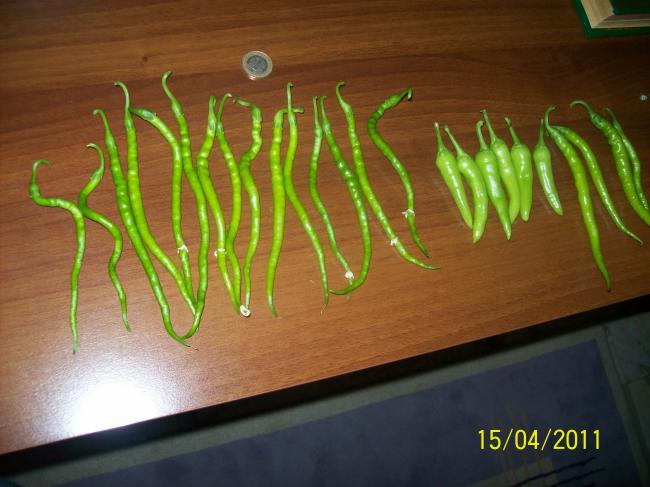Name:  100_4570.jpg
Views: 915
Size:  43.2 KB