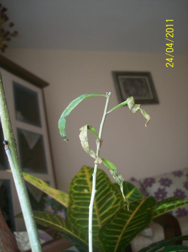 Name:  GOJI1.jpg
Views: 972
Size:  41.5 KB