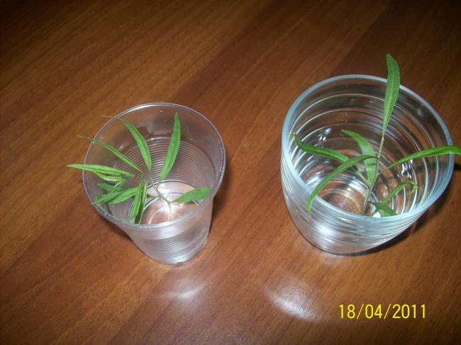 Name:  GOJI2.jpg
Views: 906
Size:  41.9 KB