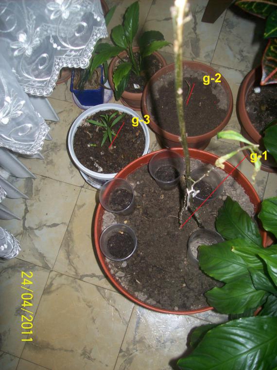 Name:  100_4647.jpg
Views: 898
Size:  73.2 KB
