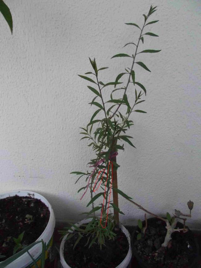 Name:  Goji bery.jpg
Views: 677
Size:  65.9 KB