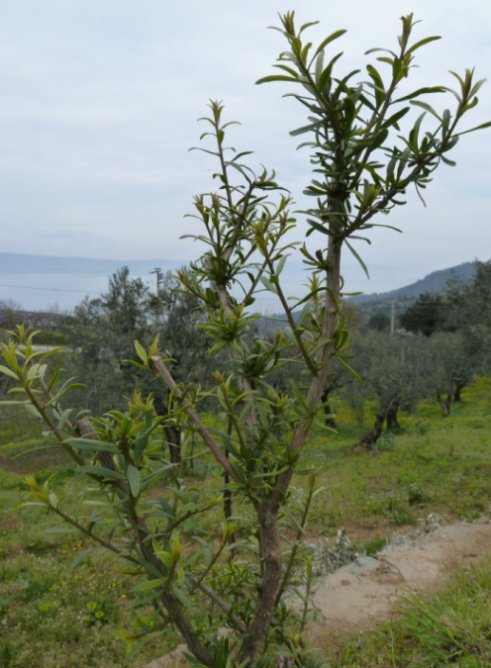 Name:  goji1.jpg
Views: 1030
Size:  64.0 KB