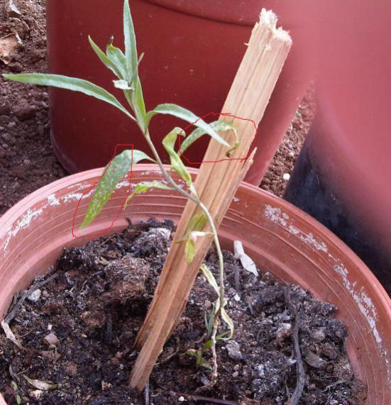 Name:  goji.jpg
Views: 1194
Size:  64.2 KB
