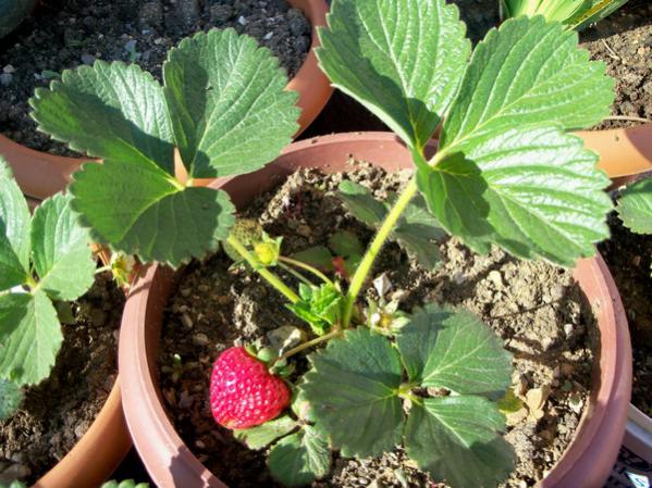 Name:  100_0489.jpg
Views: 2383
Size:  63.7 KB