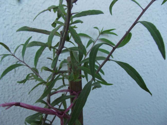 Name:  Goji bery.jpg
Views: 1080
Size:  42.9 KB