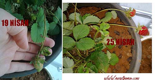 Name:  nesetuanacom kopya.jpg
Views: 2395
Size:  47.2 KB