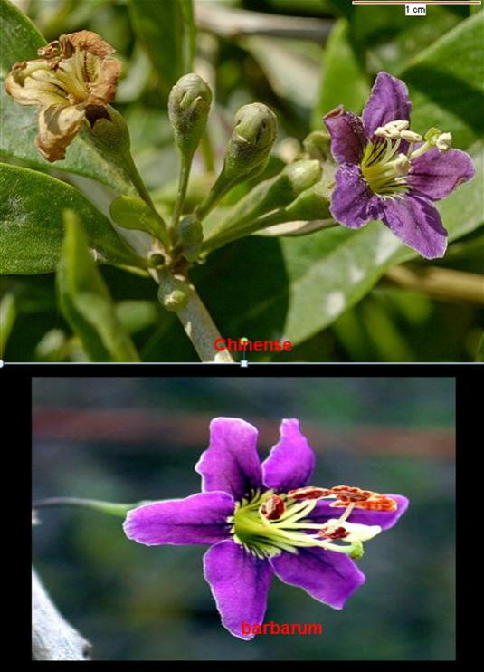 Name:  gojiiek.jpg
Views: 835
Size:  54.0 KB