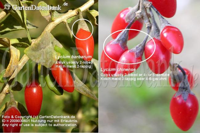 Name:  lycium_barbarum_chinense_gojibeeren_calyx_kelch_2009030601.jpg
Views: 906
Size:  50.5 KB