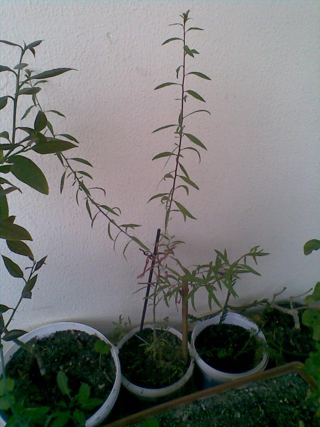Name:  24052011(003).jpg
Views: 1734
Size:  70.4 KB