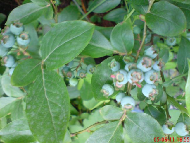 Name:  DSC01418.jpg
Views: 1013
Size:  42.9 KB