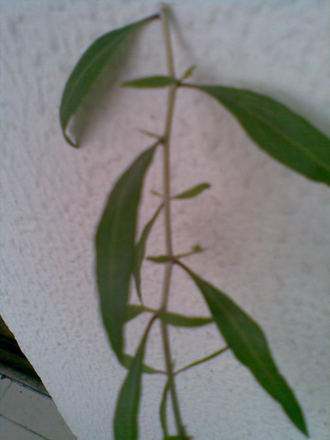 Name:  13062011.jpg
Views: 753
Size:  38.8 KB