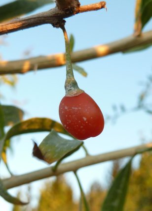 Name:  goji.jpg
Views: 714
Size:  21.1 KB