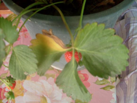 Name:  Kuruyan yapra almak.jpg
Views: 4872
Size:  26.6 KB