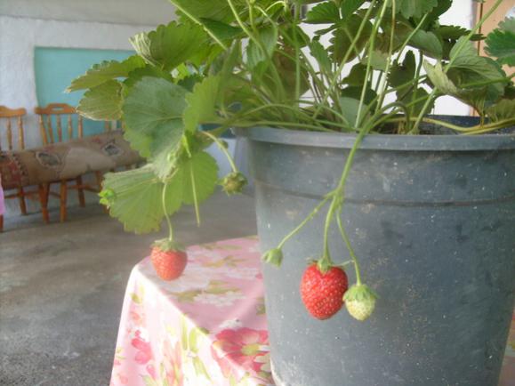 Name:  Fazlalklar alnm ilekler.jpg
Views: 4537
Size:  35.4 KB