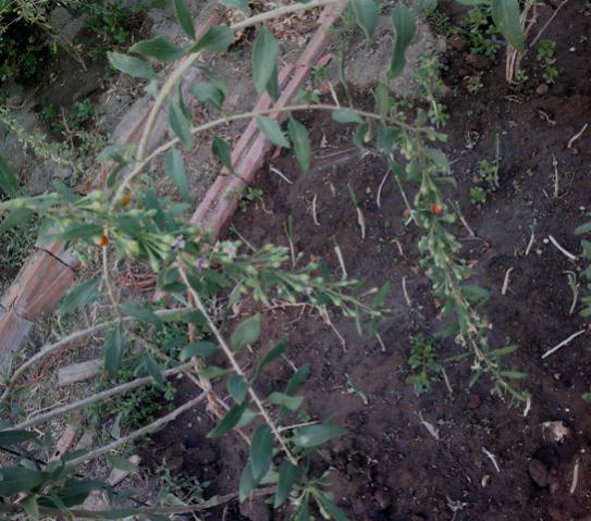 Name:  ABCD0005.jpg
Views: 1042
Size:  55.4 KB