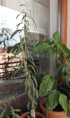 Name:  DSCF3331-k.jpg
Views: 795
Size:  51.7 KB