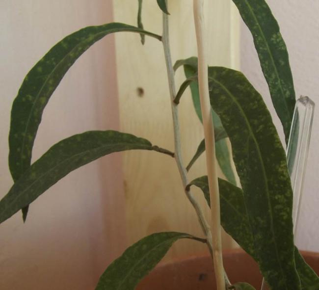 Name:  DSCF3347-k.jpg
Views: 816
Size:  30.4 KB