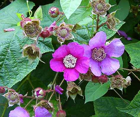 Name:  hermaphroditum-5.jpg
Views: 1536
Size:  41.1 KB