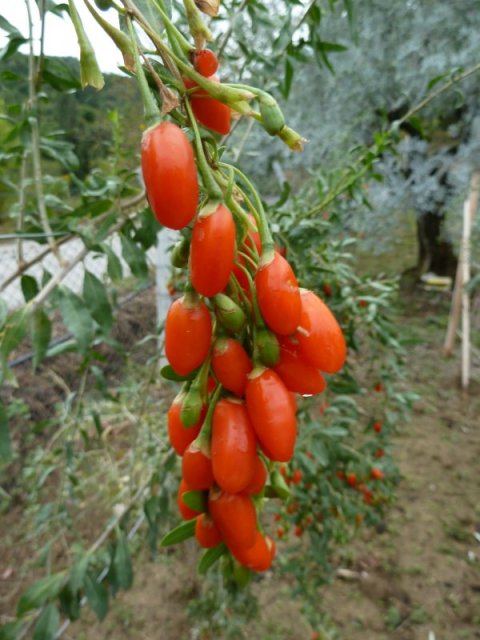 Name:  goji.jpg
Views: 5995
Size:  62.1 KB