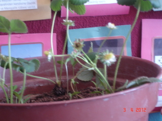 Name:  DSC09329.JPG
Views: 3427
Size:  57.0 KB