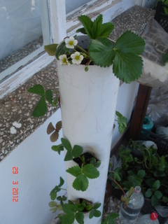 Name:  DSC09297.JPG
Views: 2991
Size:  57.2 KB