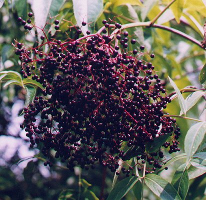 Name:  Sambucus_canadensis_fruits.jpg
Views: 1702
Size:  61.5 KB