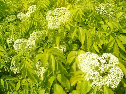 Name:  ?????-Sambucus Canadensis Aurea.jpg
Views: 867
Size:  55.6 KB