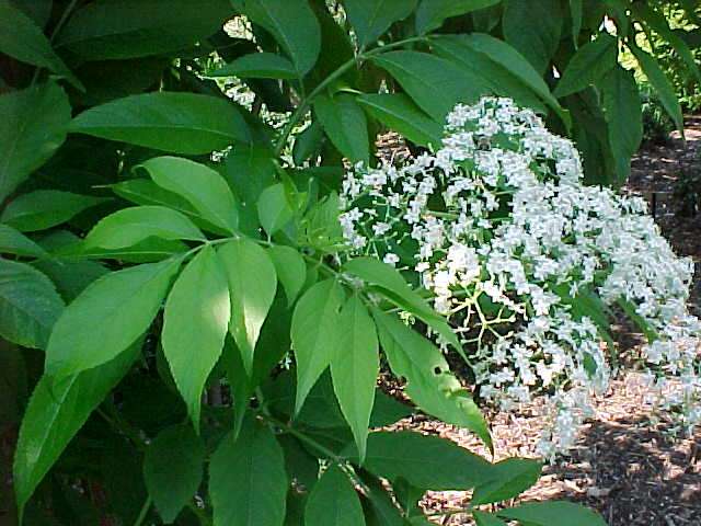 Name:  F460-0901020.jpg
Views: 1316
Size:  54.2 KB