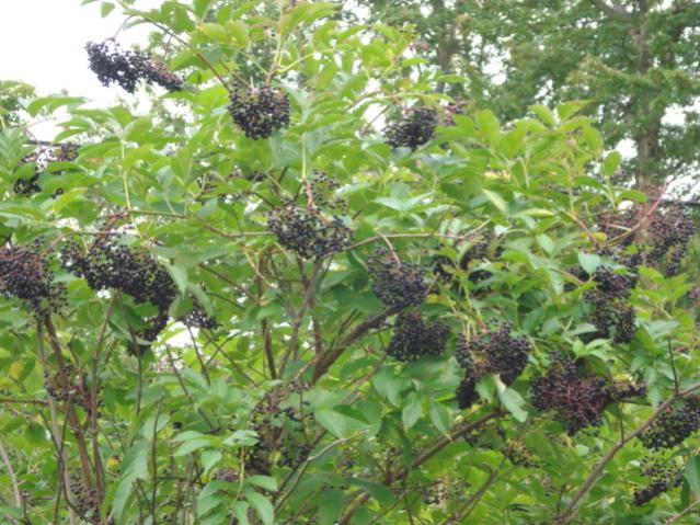Name:  sambucus canadensis.jpg
Views: 2427
Size:  70.0 KB