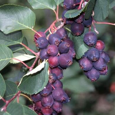 Name:  saskatoon berries.jpg
Views: 3184
Size:  28.0 KB